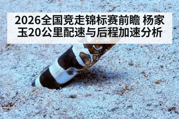 2026全国竞走锦标赛前瞻 杨家玉20公里配速与后程加速分析